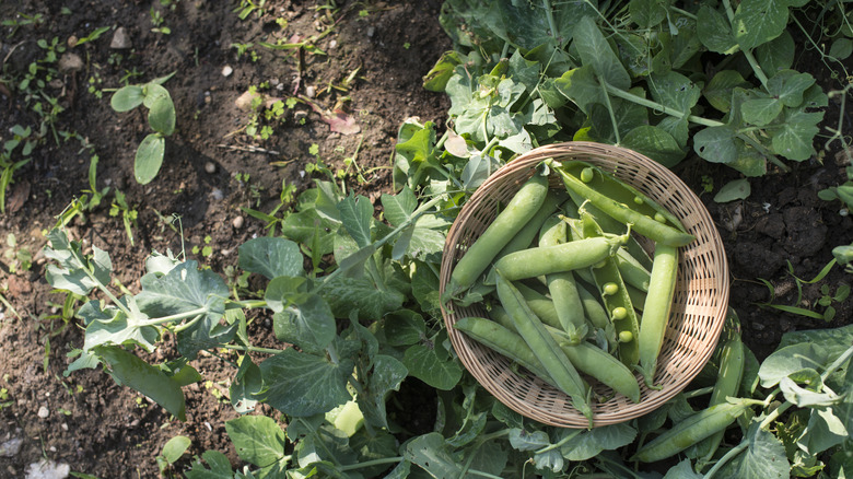 Pea's harvested in a basket