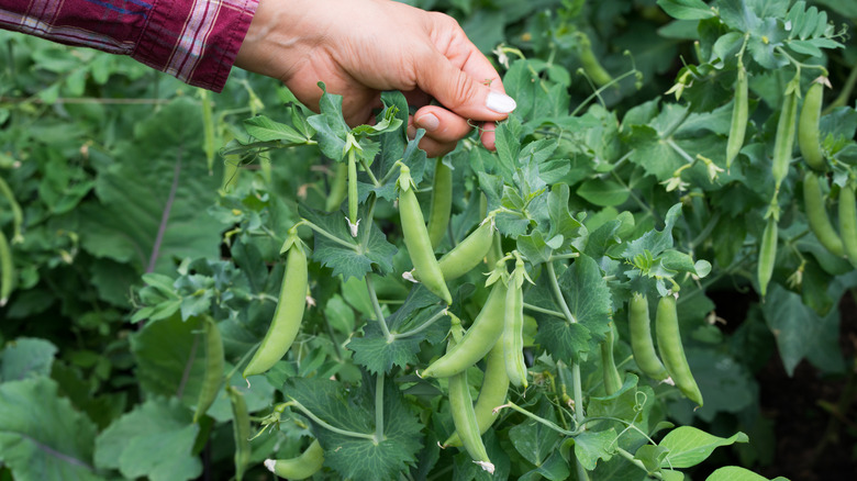 Pick snap peas when they are full-sized with large peas.