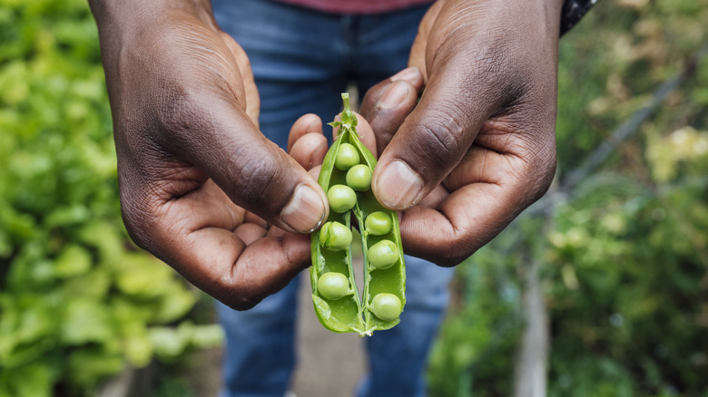 Inspect peas in a pod to see if they're ready for harvest.