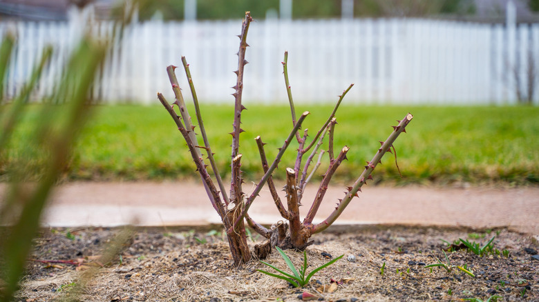 Leafless rose stem covered with sawdust after winter