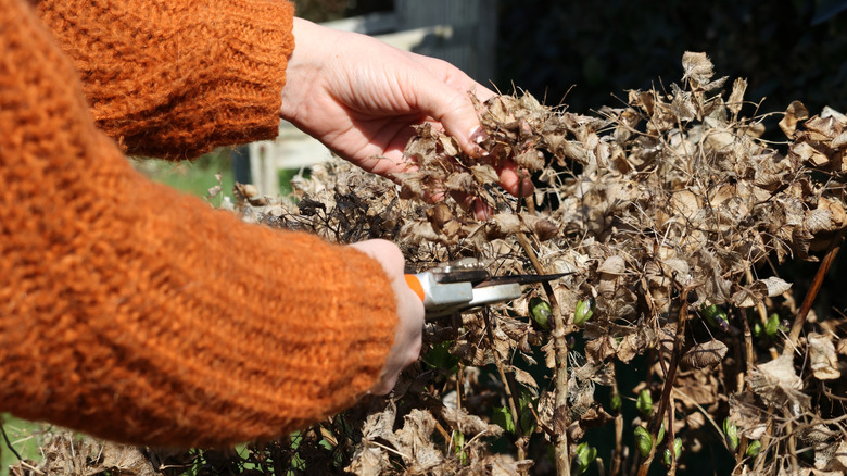 Person cutting off dried plant