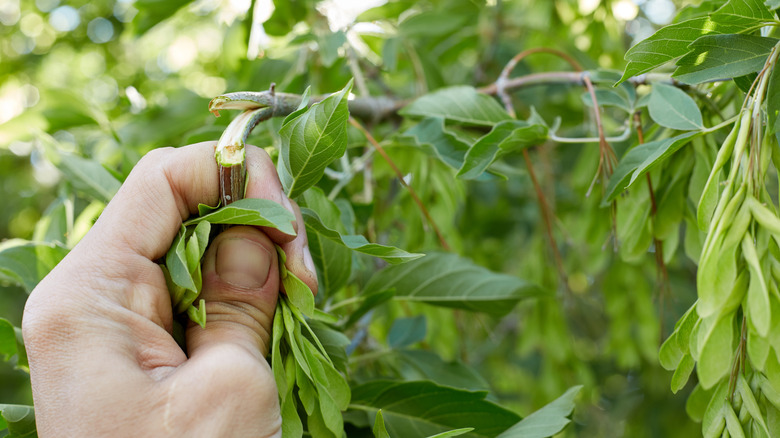 Hand snapping off plant twig