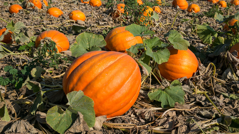Field of pumpkins growing