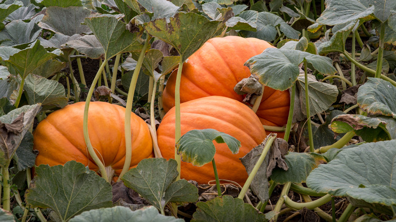 Three pumpkins growing together among leaves