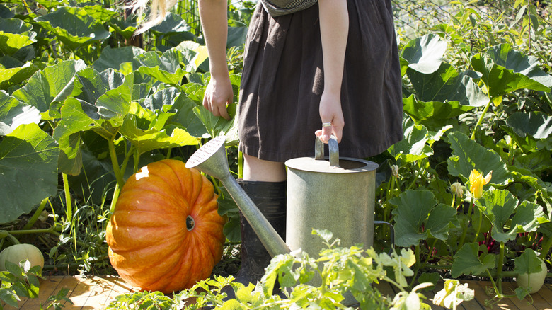 Person watering pumpkin in the garden