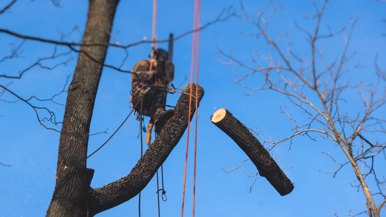Trimming a tree near a house