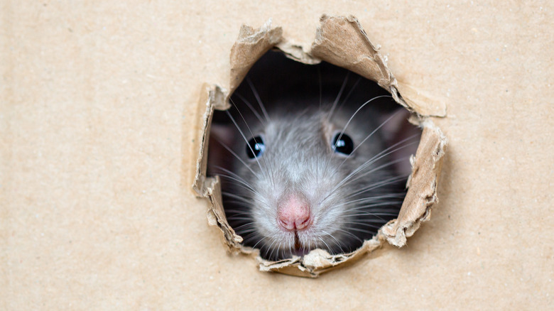 Rat inside