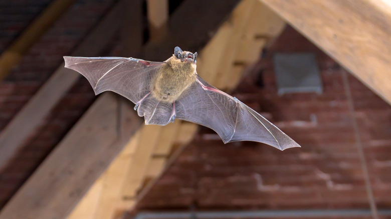Bat inside