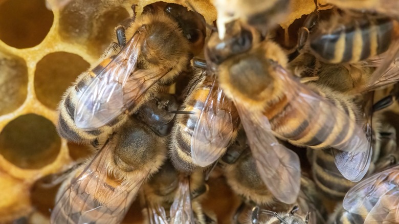 Honeybee nest