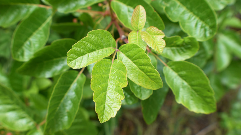poison oak leaf on a bush