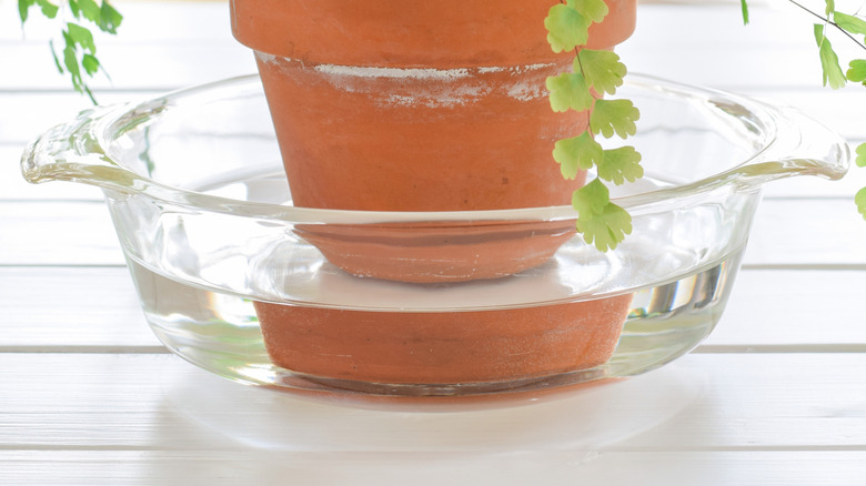 a terracotta pot placed into a glass bowl with water for bottom watering