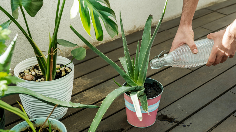 a person watering an aloe vera with a bottle of water on an urban terrace