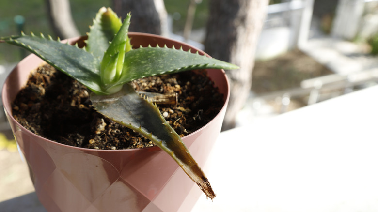 an aloe vera plant gradually turning yellow due to improper watering