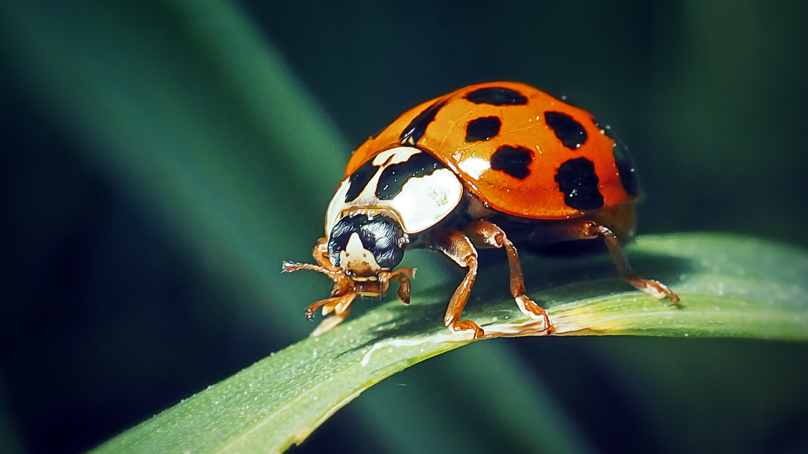 ladybugs - Insecta: Coleoptera: Coccinellidae