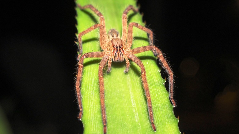wolf spider on green leaf