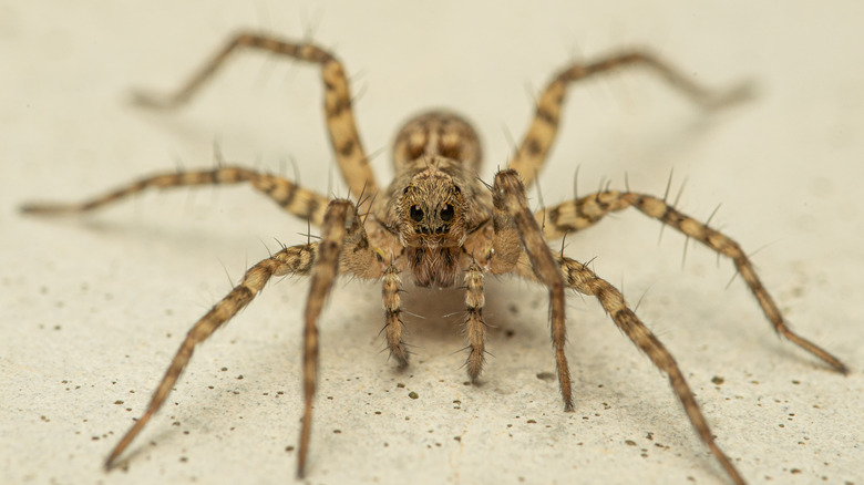 close up of wolf spider