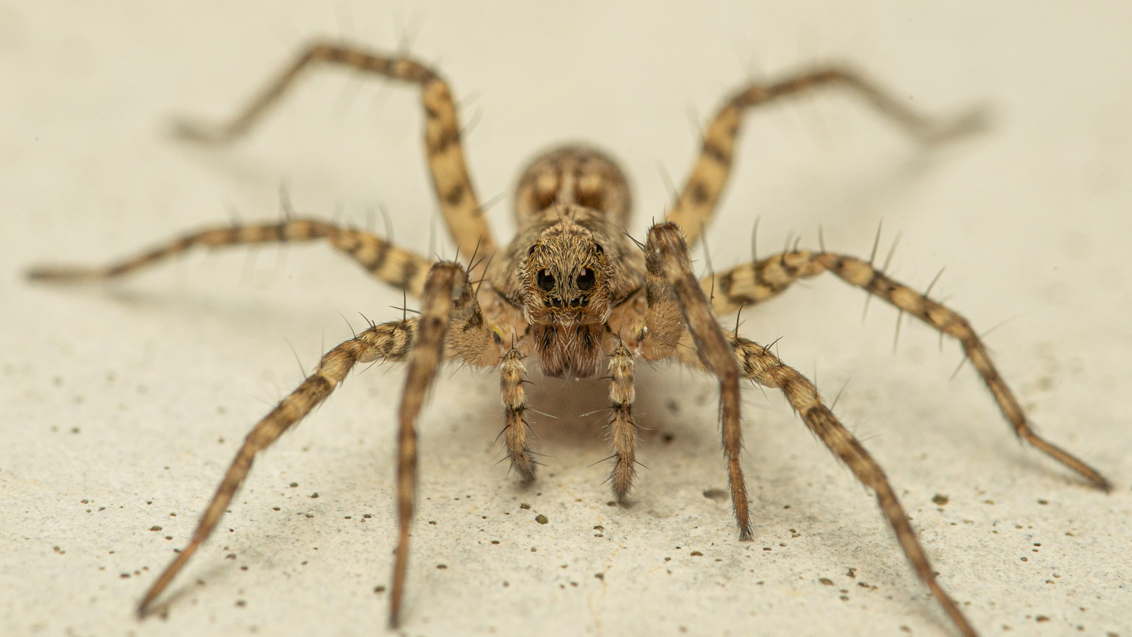 wolf spider bite