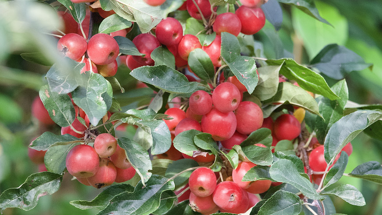 Bright red crabapples growing in clusters surrounded by green leaves growing on branch of a crabapple tree