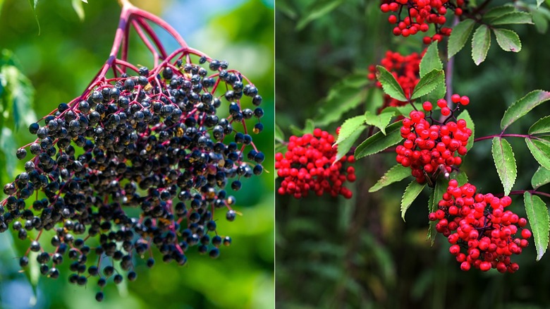 Ripe blue elderberries and red elderberries