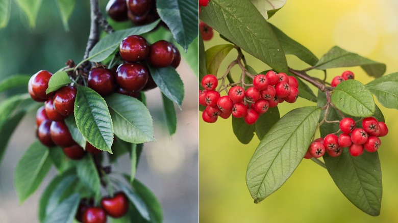 Sweet cherries and holly berries on trees