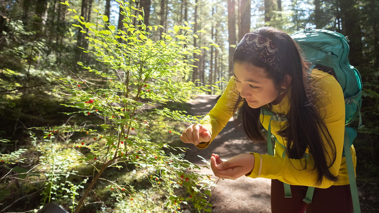 Young female backpacker picking berries off wild bush