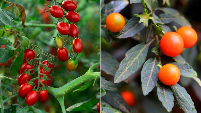 Grape tomatoes and Jerusalem cherries on stems