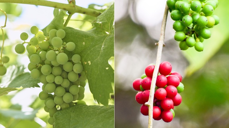 Ripening wild grapes beside ripe and unripe moonseed berries