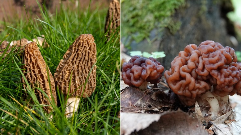 True edible morel mushroom and poisonous false morel mushroom