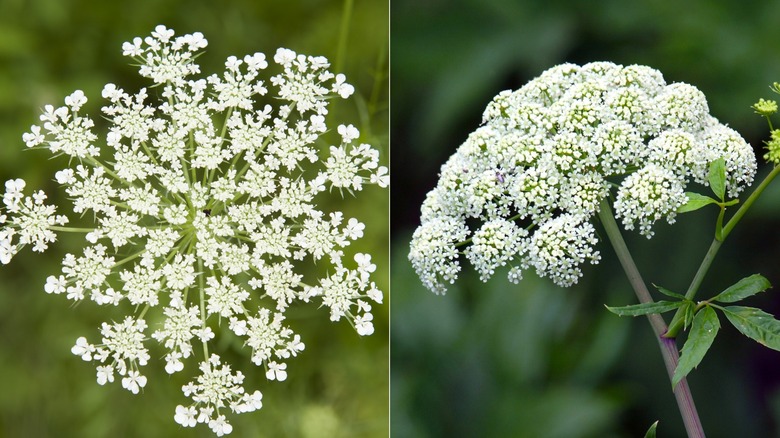 Wild carrot and hemlock flowers in bloom