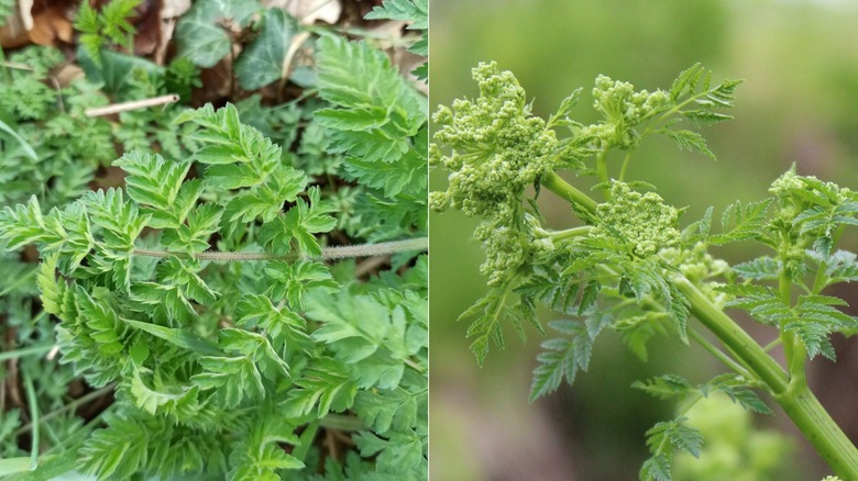 Cow parsley and poisonous hemlock