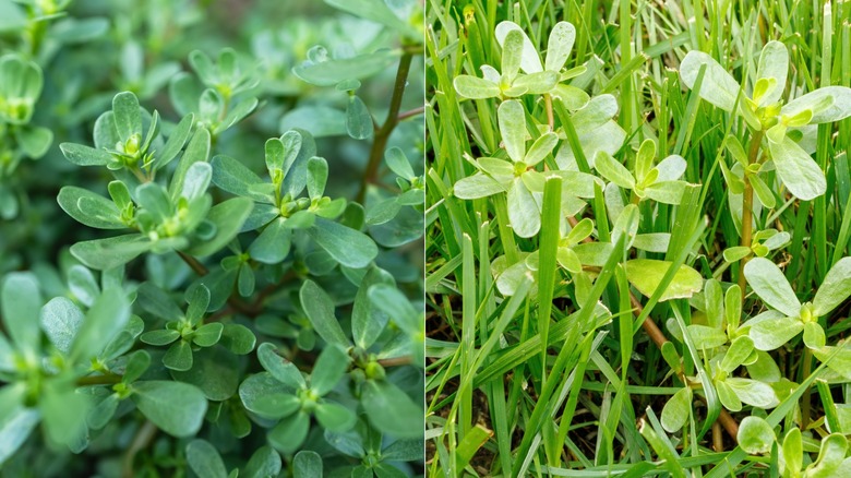 Purslane and prostrate spurge weeds in the wild