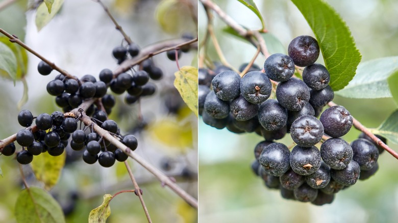 Common buckthorn and chokeberries on tree branches