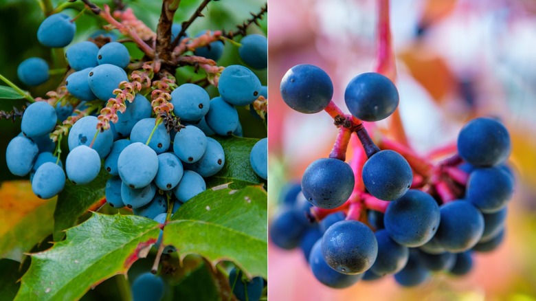 Wild grapes and Virginia creeper with blue-colored fruit