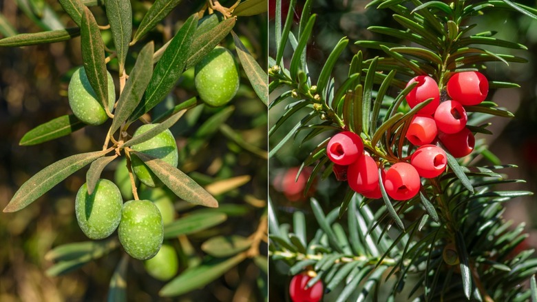 Green olive tree and blooming European yew tree