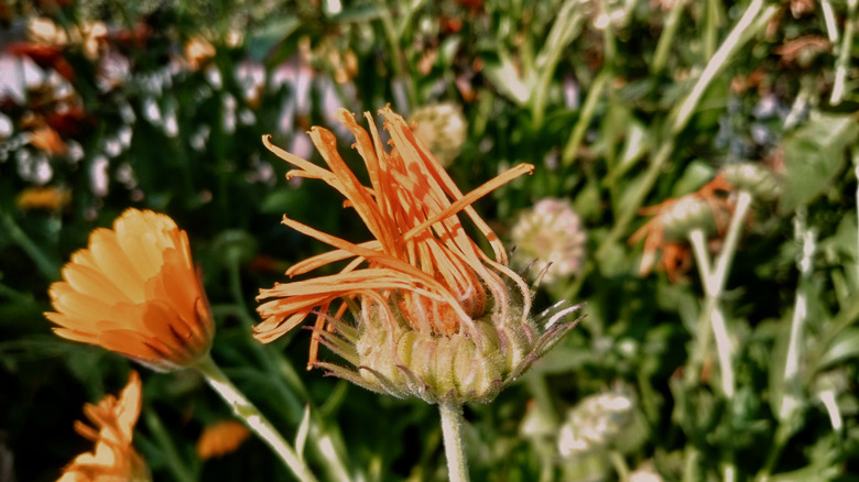 A pot marigold (Calendula officinalis) begins to develop a spent bloom into a seedhead.