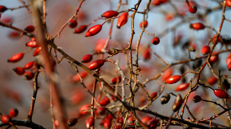 A rose bush is filled with rose hips but has no more leaves.