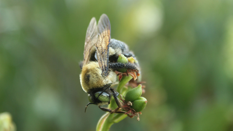 A bee searches for pollen or nectar on a plant with no blooms.