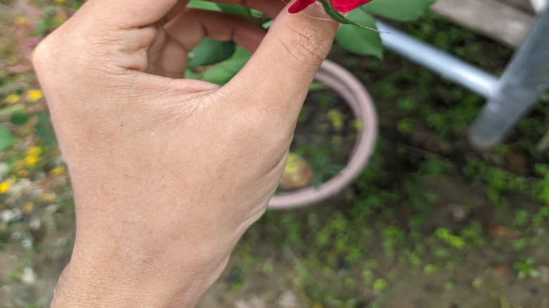 A gardener holds a small, misshapen flower in her hand.