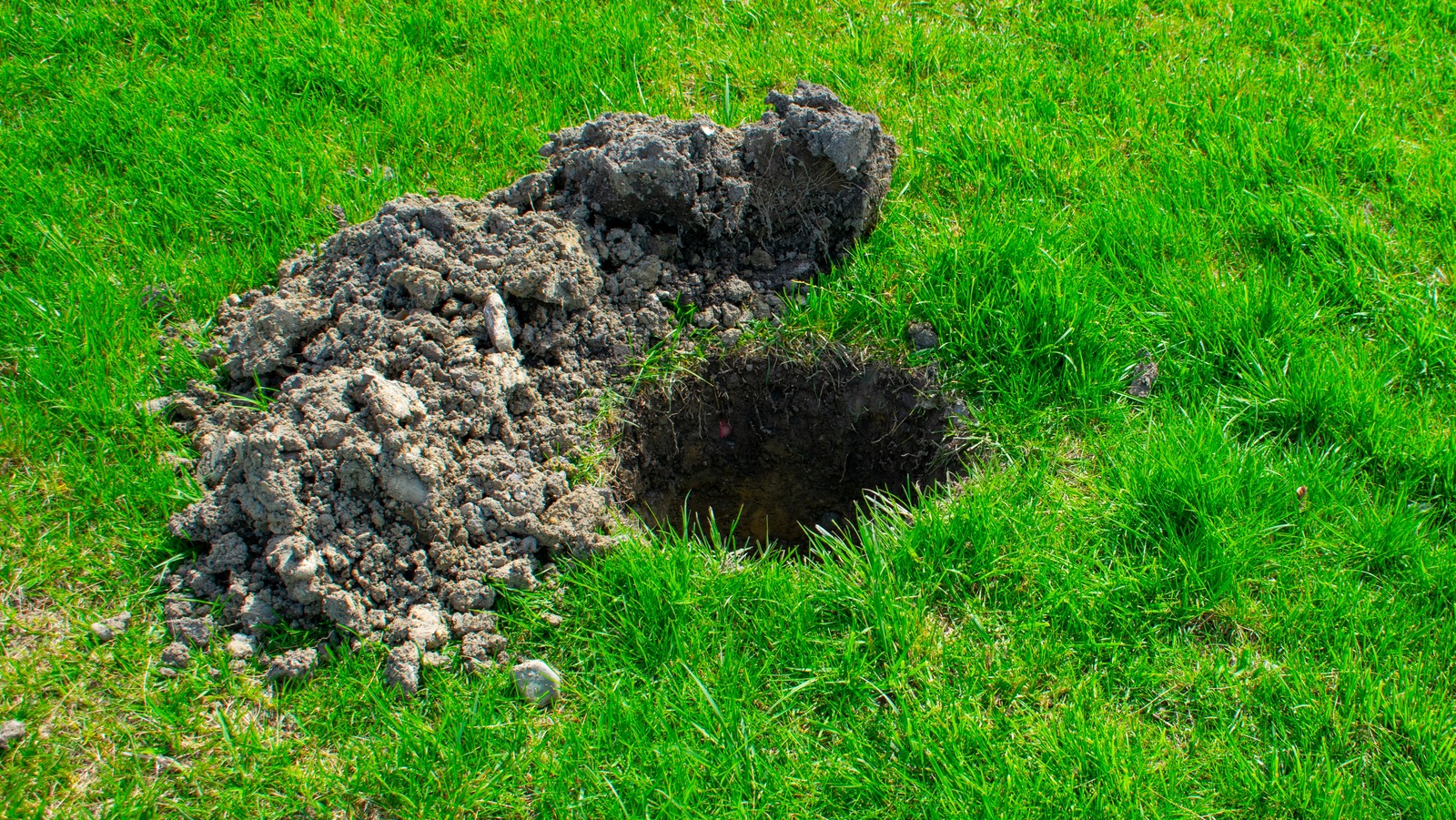 How To Tell Which Pest Is Creating Holes In Your Yard And How To Fix 