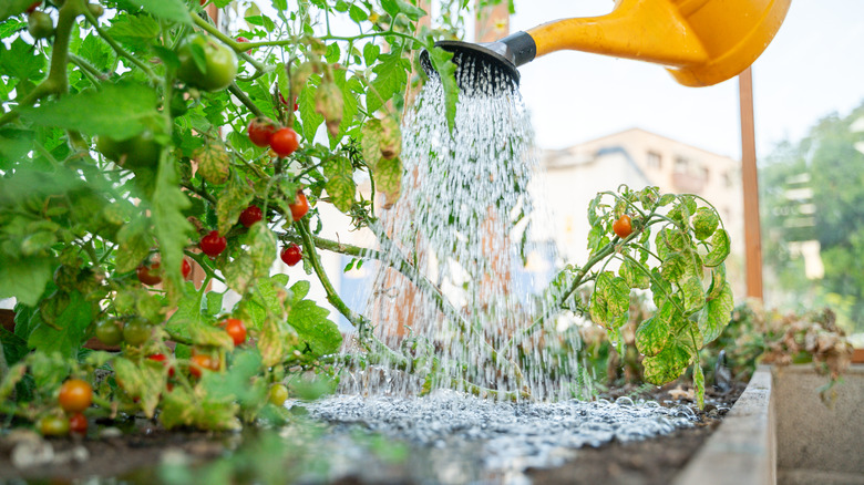 Yellow watering can soaking tomato plants that have leaf damage
