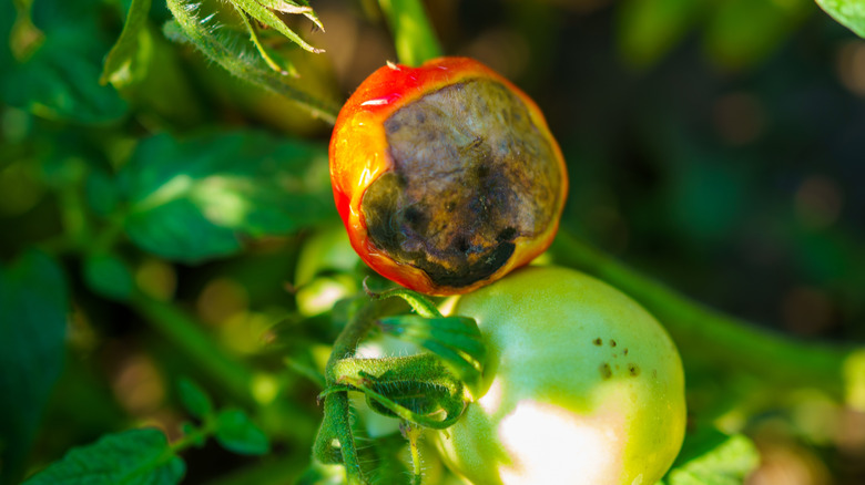 tomatoes on the vine showing signs of blossom end rot