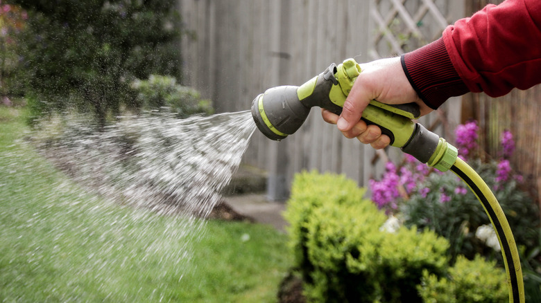 Close up of someone watering a lawn with a hose