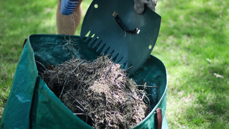 Close up of someone using a thatch rake and dumping thatch into bag