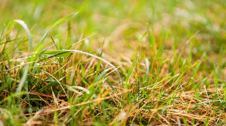 Yellowing grass with water droplets
