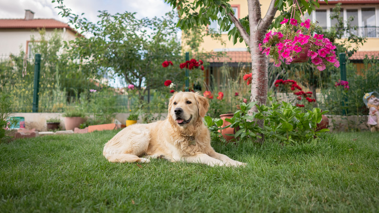 Golden retriever lying down in a garden