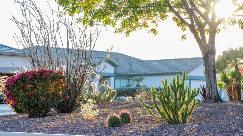 Blue house with tick-proof xeriscaped front yard