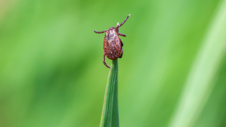 A tick on a blade of grass