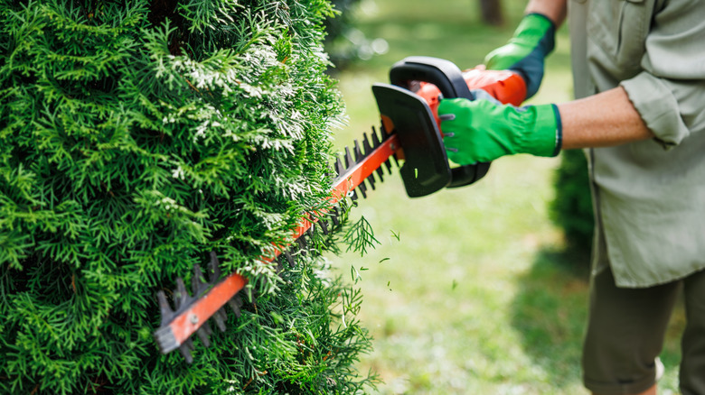 Gardener trimming hedges