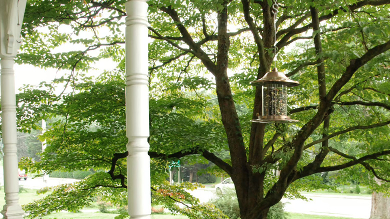 Single bird feeder hanging outside front classic pillars with trees
