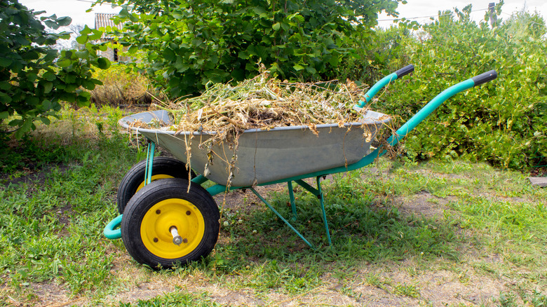 Wheelbarrel full of yard debris in patchy grass yard